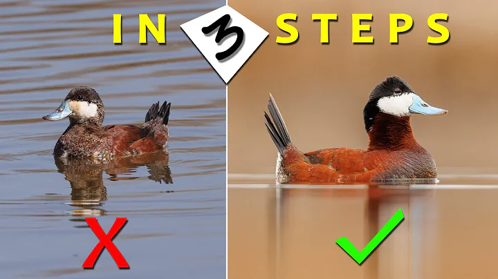 Wildlife Photography secrets: 3 simple tips to transform your bird photos from Beginner to Pro