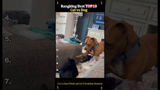 Cat vs Dog. #dog #cat #foryou #funny #funnydog #fyp