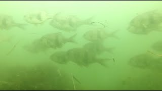 Spearfishing at the Westport Jetty