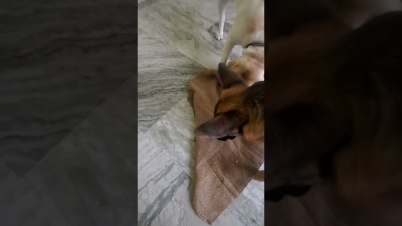 My CID Dogs | Investigative Dogs | Working line dogs labrador & German shepherd | smelling sniffing