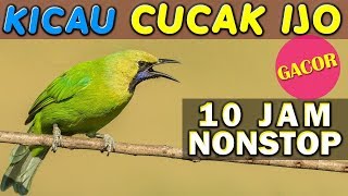 10 JAM NONSTOP - SUARA KICAU BURUNG CUCAK IJO GACOR