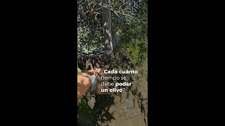 ¿CADA CUÁNTO TIEMPO SE DEBE PODAR UN OLIVO?