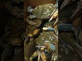 Crab prices up despite population increase