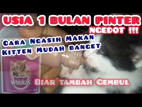 Video: Cara Memberi Makan Anak Kucing Pada Usia 1 Bulan Tanpa Kucing: Cara Memberi Makan Kucing Yang Baru Lahir Di Rumah, Cadangan Doktor Haiwan