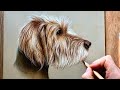 How to draw a pet portrait  beginner step by step