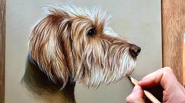 How to draw a pet portrait - Beginner step by step