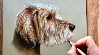 How to draw a pet portrait  Beginner step by step