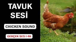 Gerçek Tavuk Sesi Yüksek Kalite Chicken Sound In High Quality 4K