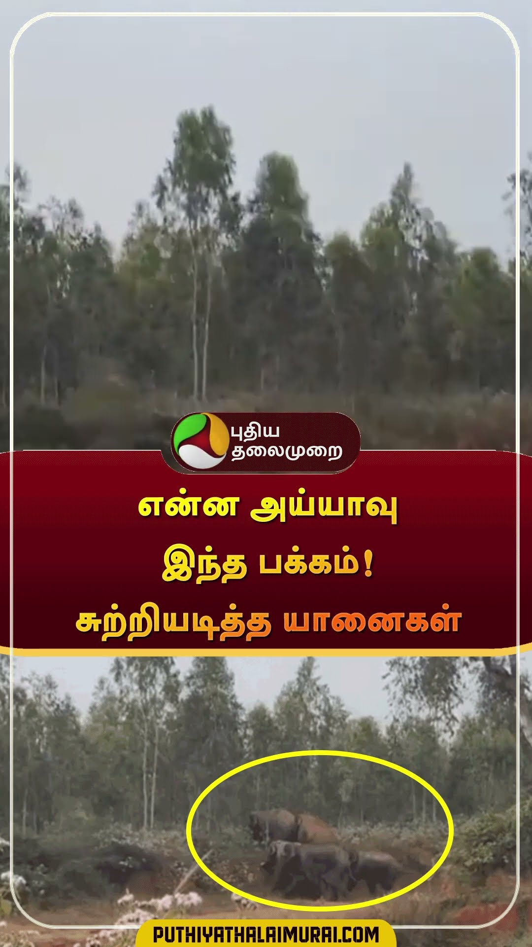 கூட்டமாக ஒரே இடத்துக்கு வந்த காட்டு யானைகள் | #shorts | #karnataka | #elephants