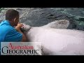 Meet Australia's only captive dugongs