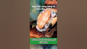 Rùa ngủ thế nào? #xomrua #onhachoimotminh #ruacanh #suthatthuvi #nuoirua