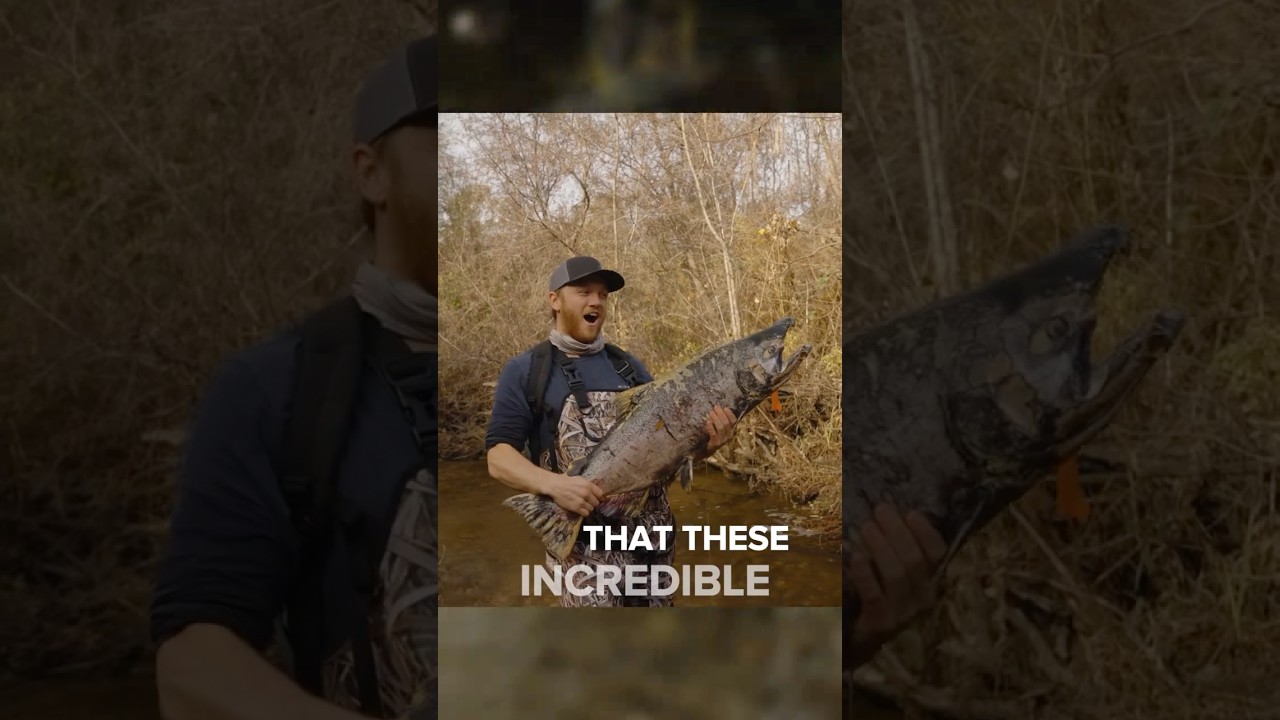 Salmon in Your Backyard 