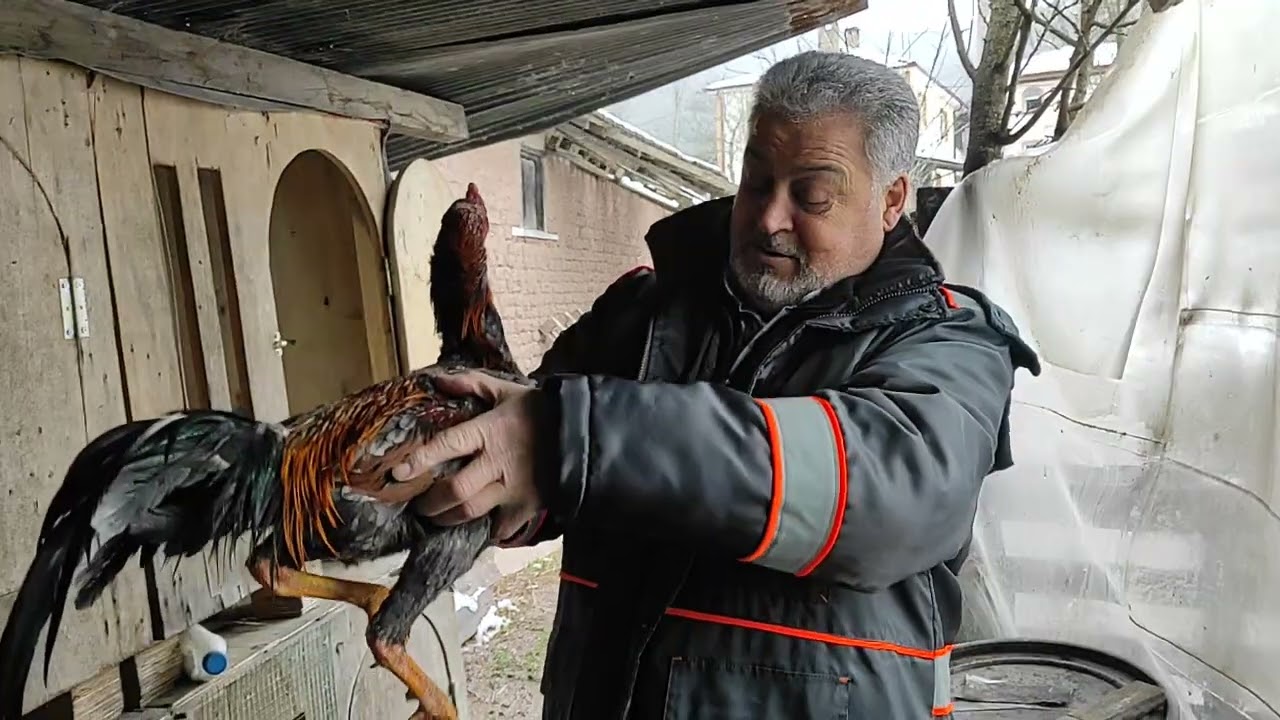 /// HİNT HOROZCULUĞUNA MERAKLI OLAN SALİH KARDEŞİMİZ KISA ZAMANDA ÇOK YOL KAT ETTİ ///