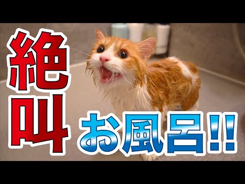 子猫初めてのお風呂で大絶叫シャンプー!!【スコティッシュフォールド】/【Scottish Fold Cat】