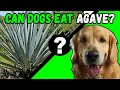 The Ultimate Guide to Agave for Dogs: Benefits, Concerns, and Safety Tips