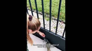 Giant Crab Found In Womans Pool Epic Rescue After It Gets Stuck In Door Crack