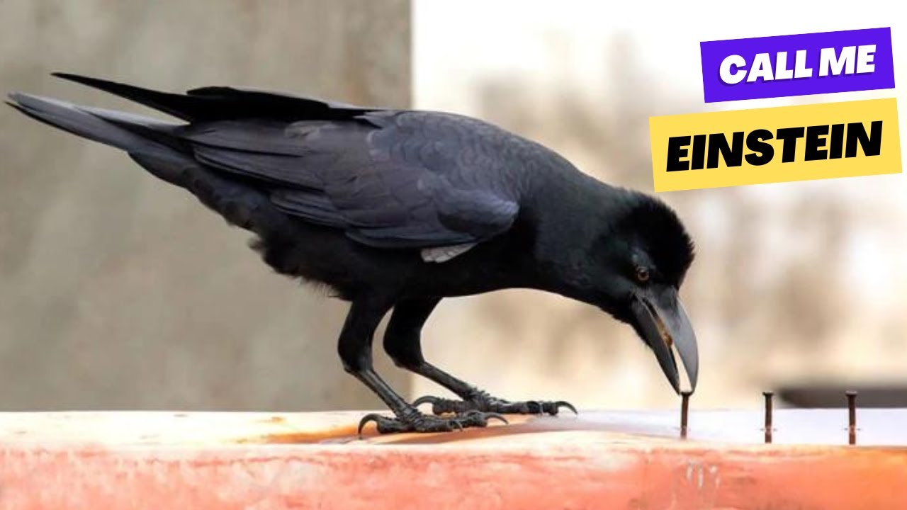 Crow Rocks Intelligent Smartest Bird on Earth: Crow IQ Challenge - YouTube
