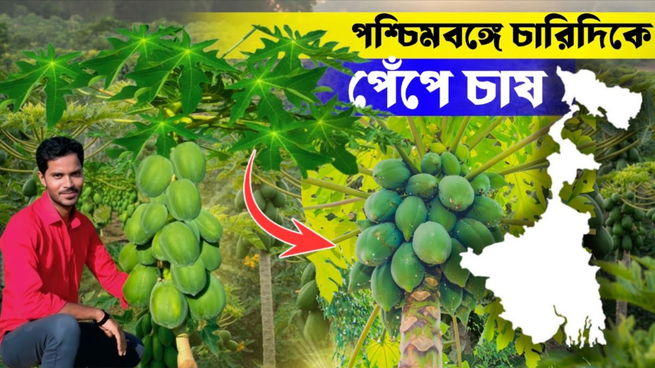 পশ্চিমবঙ্গে কিভাবে পেঁপে চাষ হচ্ছে || papaya farming in West Bengal || হাইব্রিড প্রজাতির পেঁপে চাষ 