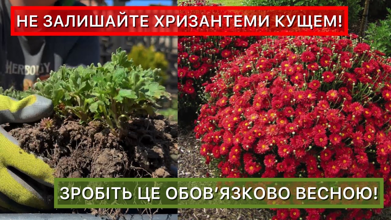 Як виростити пишну кулю з хризантеми мультифлори. Що зробити, щоб кущ не розвалювався.