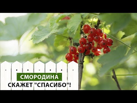 Обработка от вредителей на смородине. Что советует эксперт? Ответы на вопросы.