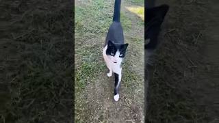 Minoş Kedi Boncuk Hanım Ve Minoş Kedi Mikrofolu Senden Mama Istiyor