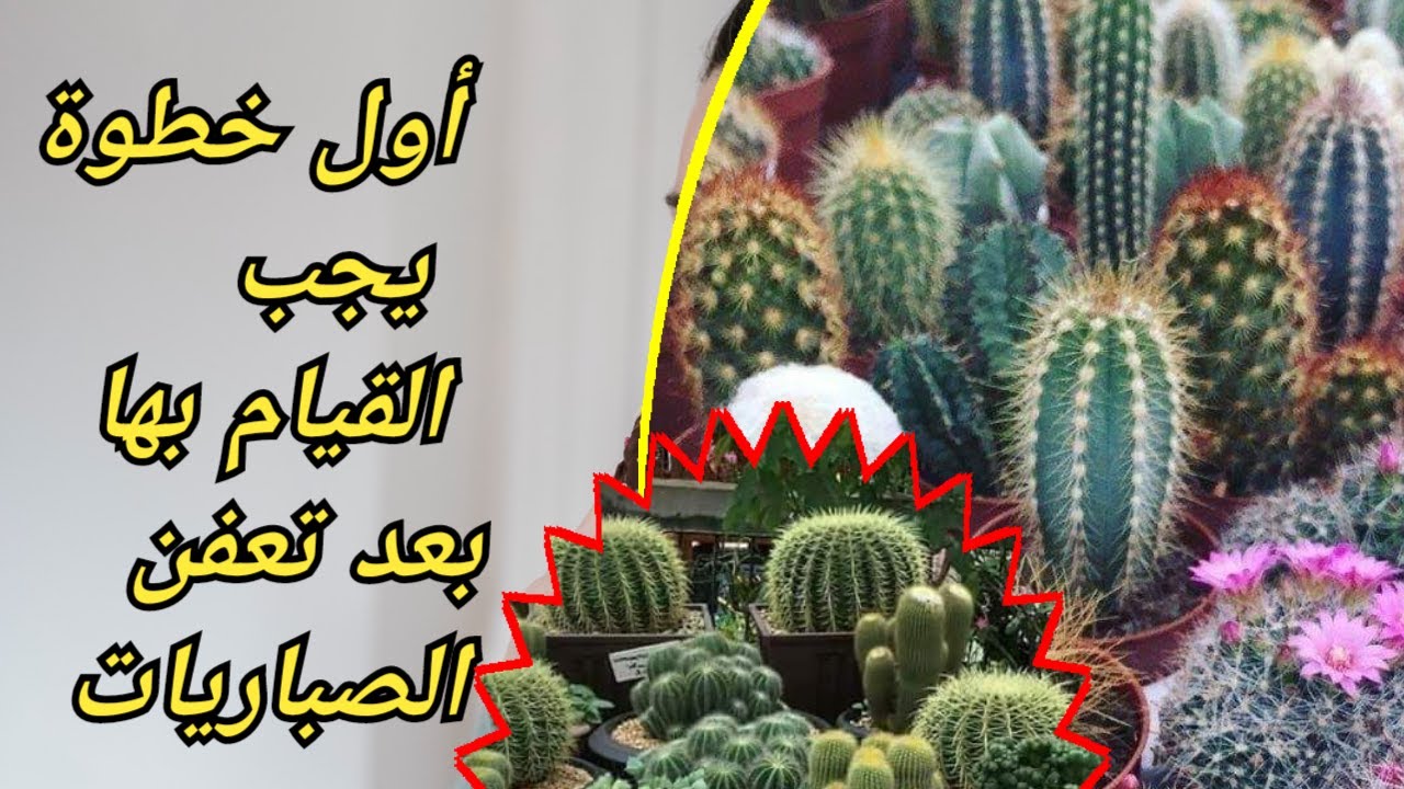 ماذا نفعل عند تعفن الصبار علاج تعفن جذور الصبار تعفن جذور الصبار