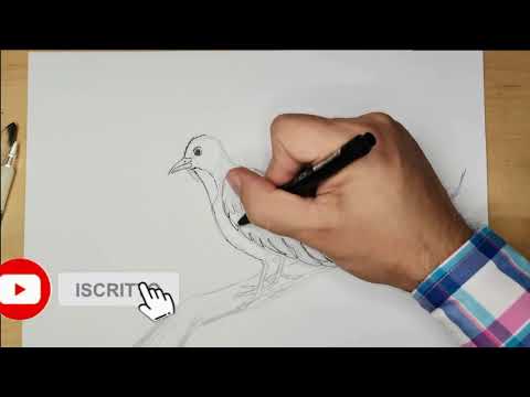 Video: Come Disegnare Un Ramo