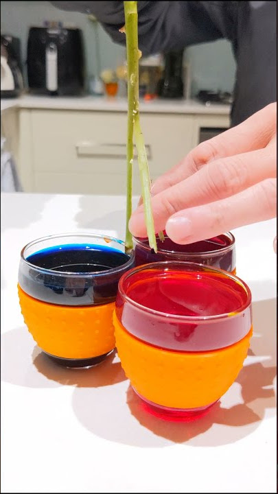 Rainbow Roses Carnation Capillary Action #shorts #Flowers #rainbow #capillaryaction