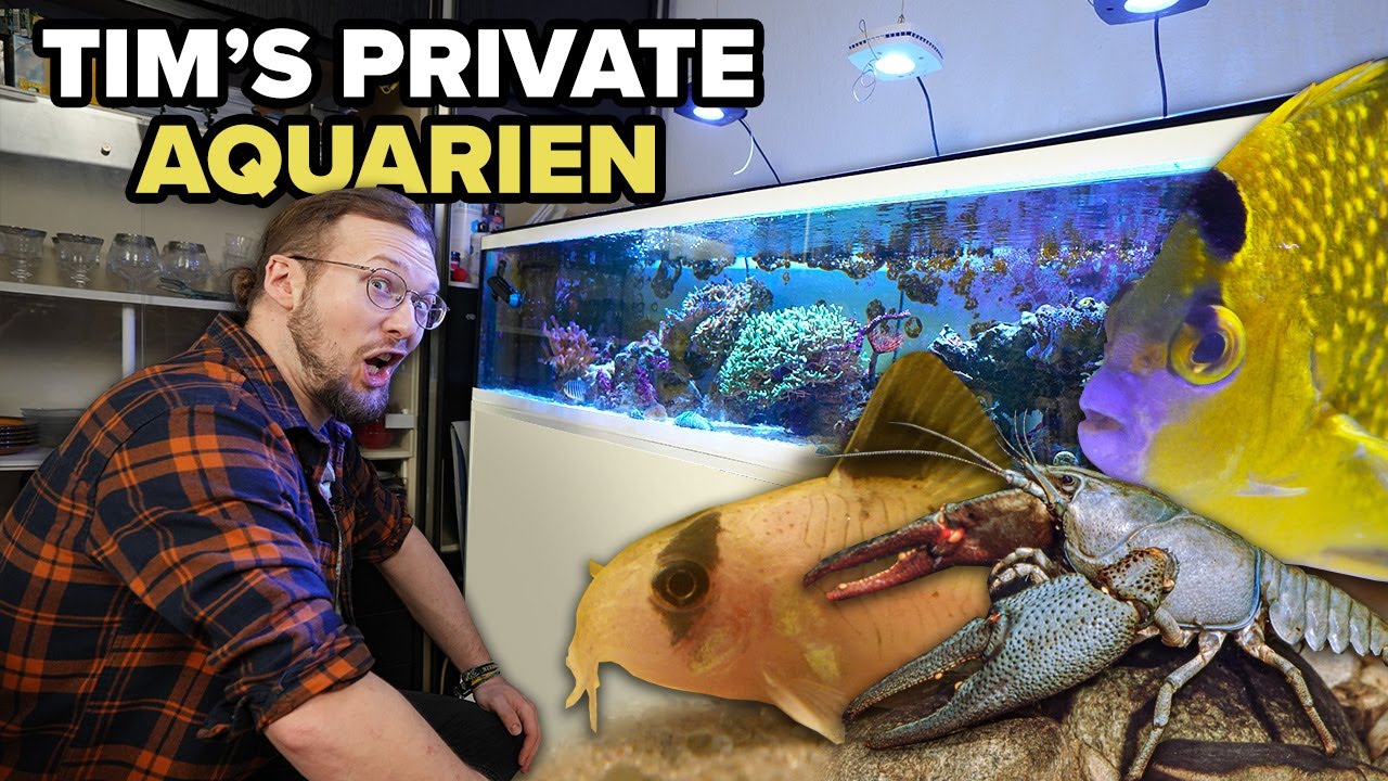 ENDLICH!!! Tim zeigt uns seine AQUARIEN!