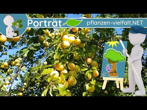 Video: Eine Kirschpflaume anbauen: Kirschpflaumenbaum Pflege und Informationen