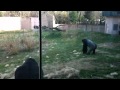 Gorilla Chase-runs like man!!!