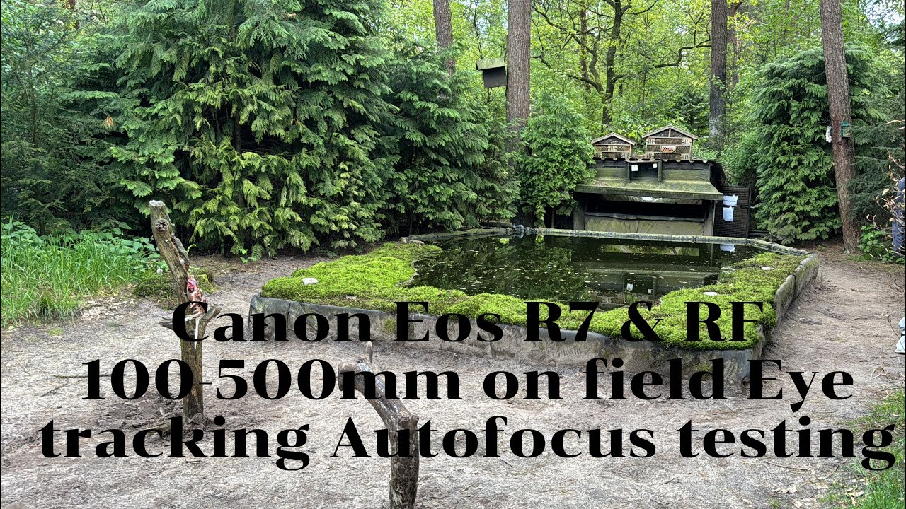 Canon Eos R7 & RF 100-500mm Eye tracking,Auto focus on field testing ...