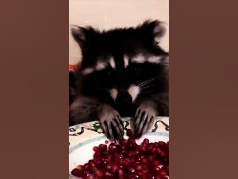 Енот#енотик#енотики#смешные енотики - YouTube