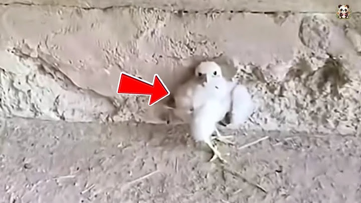 Man Rescues Baby Kestrel from Dog, Raises Her Until She Builds a Nest of Her Own.
