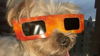 My Solar Eclipse experience. #2024solareclipse #rescuedog #newyork #adoptdontshop