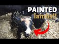 CHECK OUT THESE PAINTED LAMBS!!!  Vlog 205