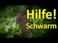 Hilfe, riesen 🤯 Bienen-Schwarm 🩷 Königin zu sehen - Schwarm-Abenteuer bei Kai Dunkle Biene