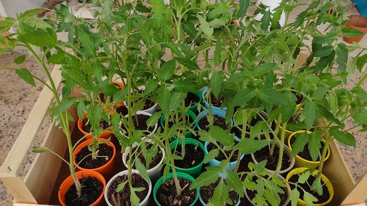 Сад для рассады томатов своими руками