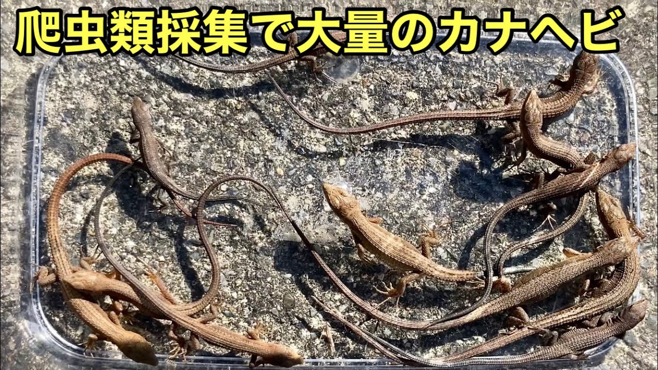 30分でカナヘビを大量ゲット【爬虫類採集】赤ちゃんカナヘビ達
