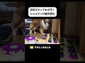 会話ボタンでわかる!シェルティの優先順位 #shorts