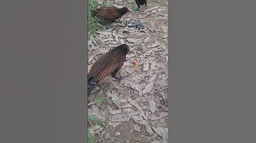 bìm bịp bắt rắn cạp nia cực độc #shortvideo #trending #shorts #short #animals #xuhuong