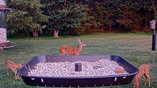 Sweet Blitzen (3 legged deer) brings her two fawns to the feeder cam!