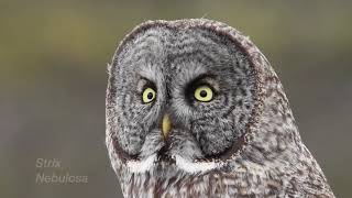 Great Gray Owl Adirondack Wildlife Refuge