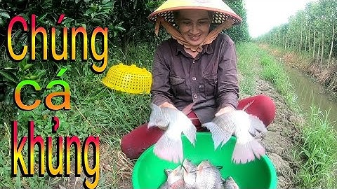 Thả lưới dính cá phi thác lác đồng rịt lưới xem mà mê cả người @tusanbat99