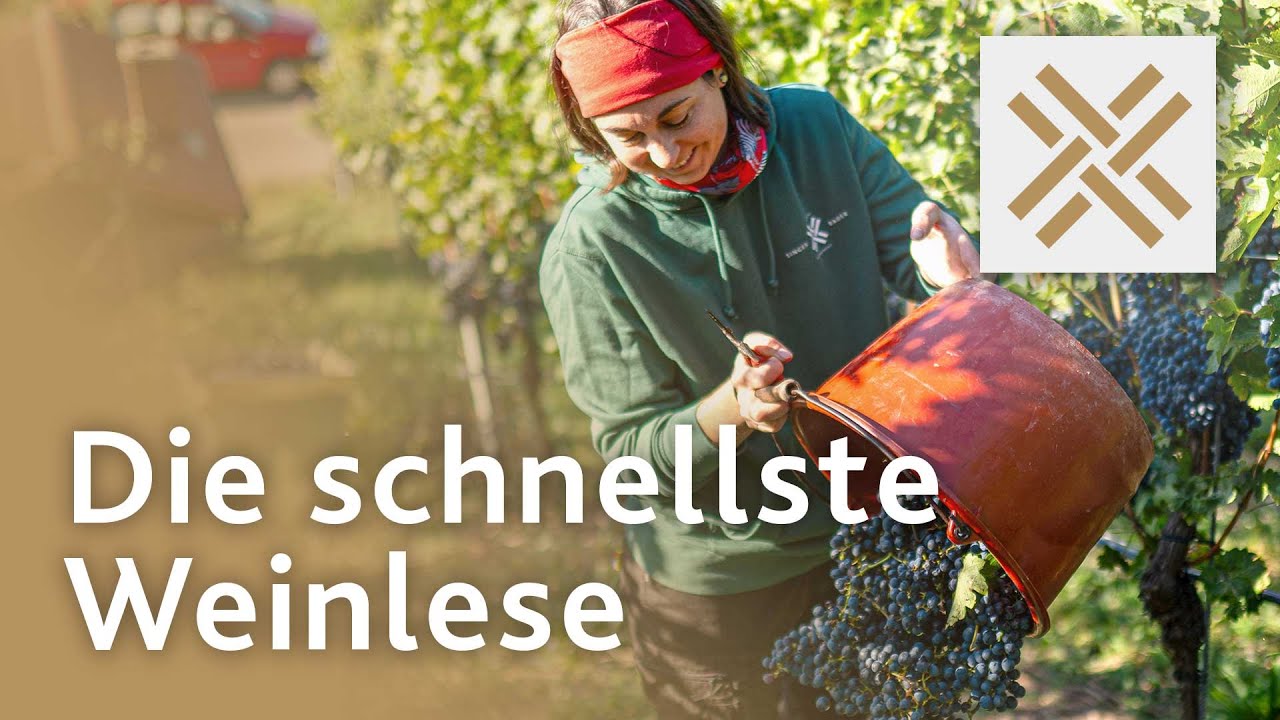 Die schnellste Weinlese - Weingut Singer-Bader