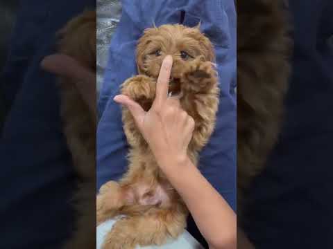 #puppy #tickle #dogs #funnyvideo
