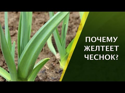 ПОЧЕМУ ЖЕЛТЕЮТ ЛИСТЬЯ ЧЕСНОКА И ЧТО С ЭТИМ ДЕЛАТЬ?