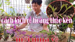 Khui hộp hoàng thảo kèn mới mua và cách xử lý, cách kích rễ hoàng thảo kèn | phong lan rừng pv