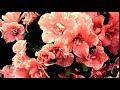 Азалія - пора цвітіння... Київ, Ботанічний сад