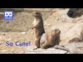 3D 180VR 4K Black tailed Prairie dogs Wahhhh So Cute!